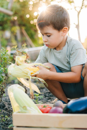 Boy sitting in the garden and picking the autumn harvest, putting it in wooden boxes. Healthy vegan food. Vegetarian food. Fun family.の写真素材