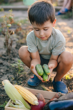 Portrait of a little boy gardener holding cucumbers standing in the garden. Freshly picked cucumbersの写真素材