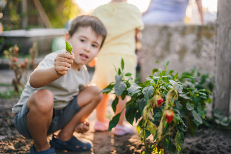 Little caucasian boy picking fresh vegetables together with his family, smiling while showing to camera fresh picked papper in an organic garden. Self-sufficient family gather fresh produce.の写真素材