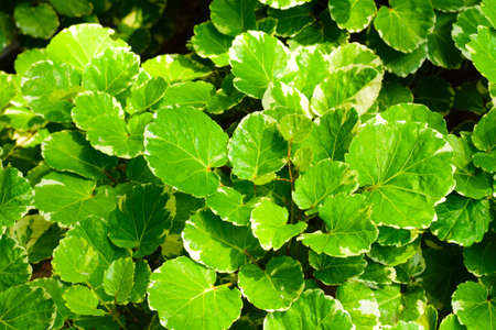Some focus of Green leafs Pattern surface background, Heart grren leaf background at the garden.の写真素材