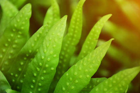 Some Focus of Fern leaves in the garden, Fresh green fern leaves on green background in the garden sunlight, Texture of fern leavesの写真素材