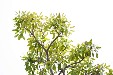 Green tree leaves and branches isolated on white background, Beautiful green tree on white backgroundの写真素材