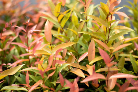Some focused Autumn Red leaves for background, Beautiful nature plant orange leaf background. Red Leaves,Red leaves in topical.の写真素材