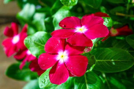 Red Flowerの写真素材