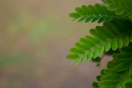 Green Leafの写真素材