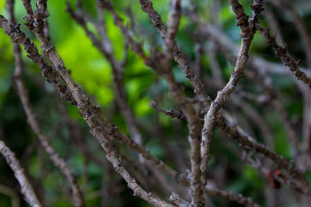 Brown trunk on green backgroundの写真素材