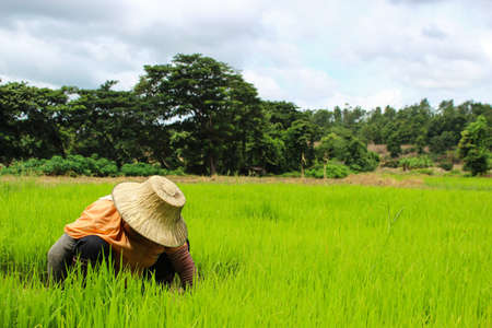 Thai farmer removal the seeding of rice for grow in rice field の写真素材