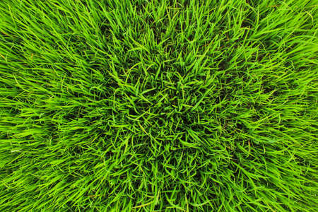 The green seeding of rice の写真素材