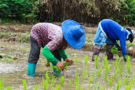 Thai famers planting the seeding of rice in farm のeditorial素材