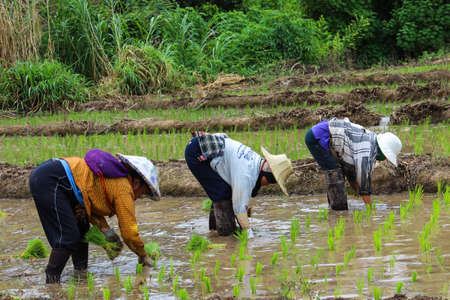 Thai famers planting the seeding of rice in farm のeditorial素材