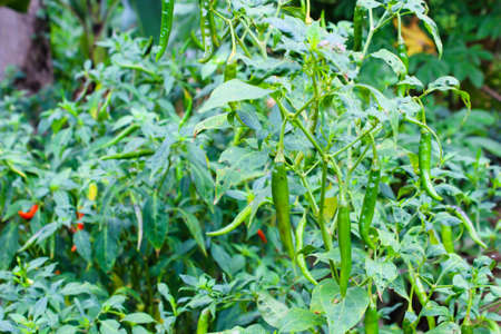 Fresh green peppersの写真素材