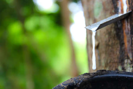 Rubber from rubber treeの写真素材