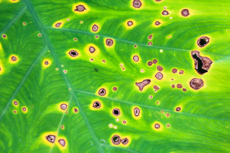 Green leaf