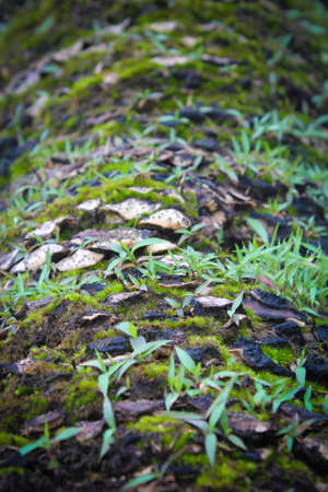 Small Green Fernの写真素材