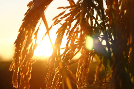 ear of rice at sunset timeの写真素材
