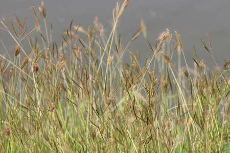 Yellow Grassの写真素材