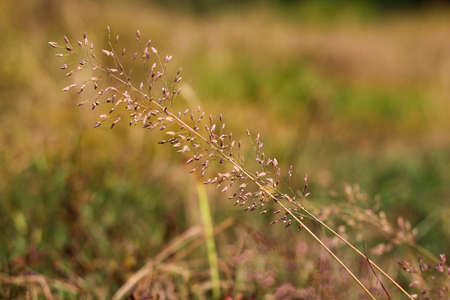 Yellow Grassの写真素材