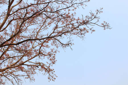 Pink leaf with blue skyの写真素材