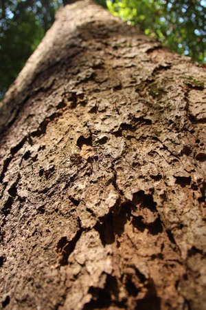 Texture of a trunk