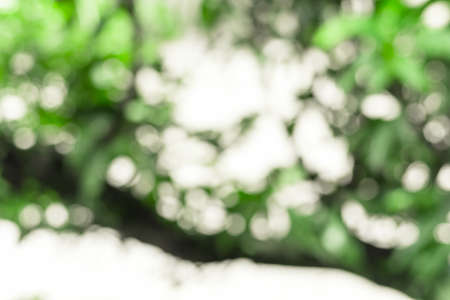 Abstract branch of tree green and light bokeh, Background with sun shiningの写真素材