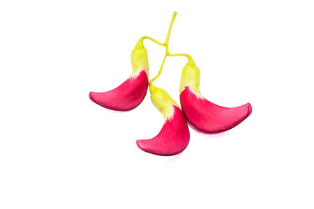 Thai vegetable Agasta isolated on white backgroundの写真素材