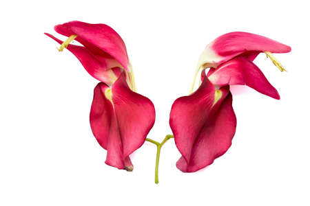 Thai vegetable Agasta isolated on white backgroundの写真素材