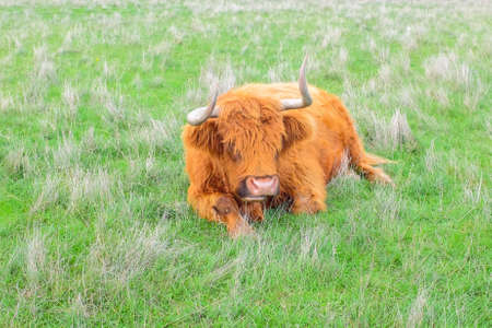 Highland cattle lay down on green field in wildlife parkの写真素材