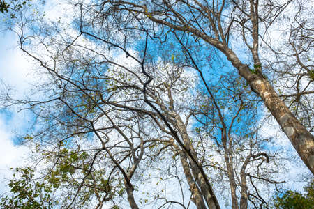 Looking up view to trees branch with blue sky and cloud.の写真素材