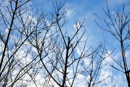 Abstract looking up view to tree branch in autumn with blue sky background.