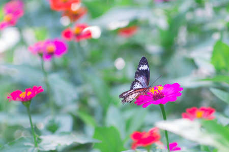 Beautiful Butterfly enjoy eating nectar from fresh flower isolated on green light bokeh background.