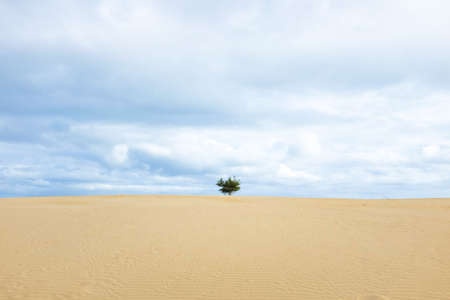 A lone tree stand on the sand. Beautiful landscape at desert with cloudy scene.の写真素材