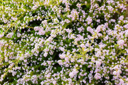 Many purple flower. Nature background.の写真素材