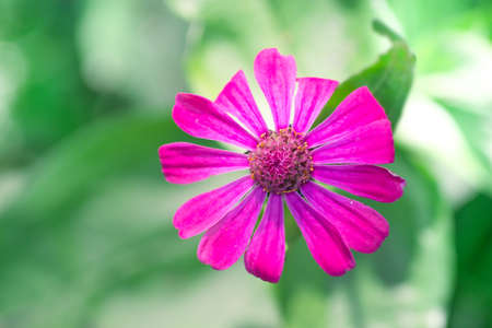 Beautiful pink flower isolated on green bokeh background in the nature.の写真素材
