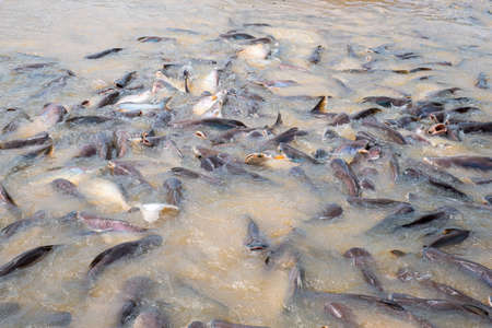 A lot of fish swimming up on the river for its food.の写真素材