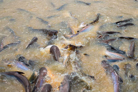 A lot of fish swimming up on the river for its food.の写真素材