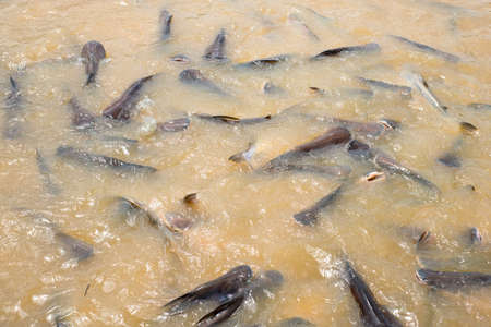 A lot of fish swimming up on the river for its food.