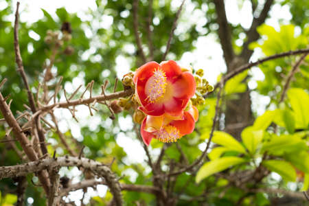 Sala Flower. Buddha's tree of birth history.の写真素材