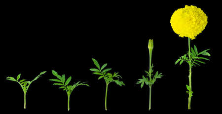 Thai beautiful yellow marigold. growing step. Isolated on Black background with clipping path. Sign of the Thailand's King Rama IX Bhumibol.の写真素材