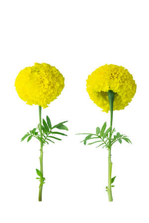 Thai beautiful yellow marigold. growing step. Isolated on white background with clipping path. Sign of the Thailand's King Rama IX Bhumibol.の写真素材