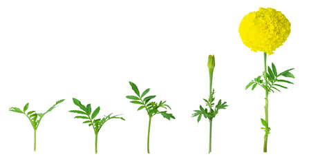 Thai beautiful yellow marigold. growing step. Isolated on white background with clipping path. Sign of the Thailand's King Rama IX Bhumibol.の写真素材