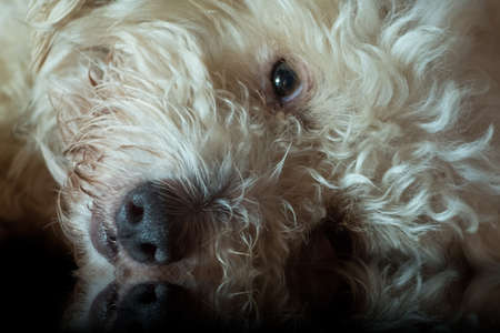 Close-up: sicked and sad white puddle lay down on black wooden floor with reflection.の写真素材