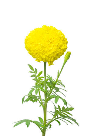 Thai beautiful yellow marigold. growing step. Isolated on white background with clipping path. Sign of the Thailand's King Rama IX Bhumibol. の写真素材