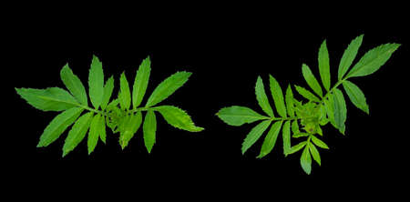 Green leaf Separated part of the flower. Isolated on black background with clipping path. Sign of the Thailand's King Rama IX Bhumibol. の写真素材