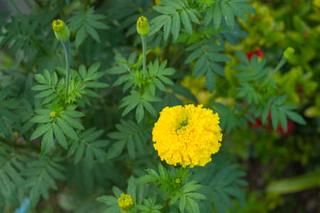 Fresh yellow golden marigold flower in the garden.の写真素材