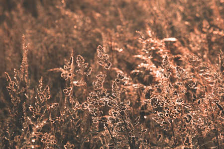 Brown grassland with sunset lightの写真素材