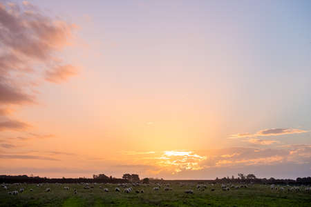 New zealand agriculture. Flock of sheeps and grassland growing in the rural area. sunset with warm light and blue sky scene.の写真素材