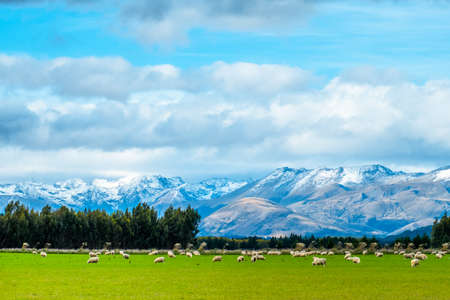 A stunning landscape scene of the agriculture in a rural area in New Zealand with a flock of sheep on a green grassland in the cloudy day.の写真素材