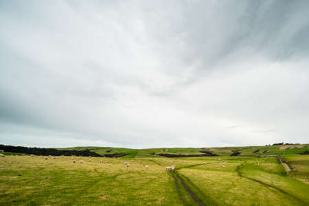 New zealand agriculture. sheep and grassland with cloudy.の写真素材