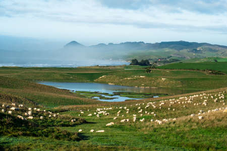 Stunning scene Cloudy and blue sky with sheeps farmland on the   green grassland beside the ocean. New Zealand agriculture in the rural area.の写真素材