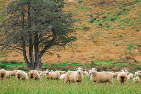 Flock of sheeps grazing in green farm in New Zealand, Green color tone effected.の写真素材
